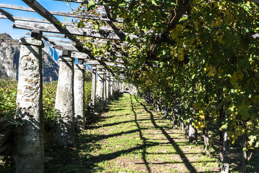 Il vigneto di Valle d'Aosta Blanc de Morgex et de La Salle DOC