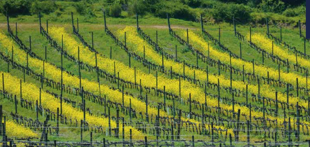 Il mercato del vino in Cile nell'era del Covid