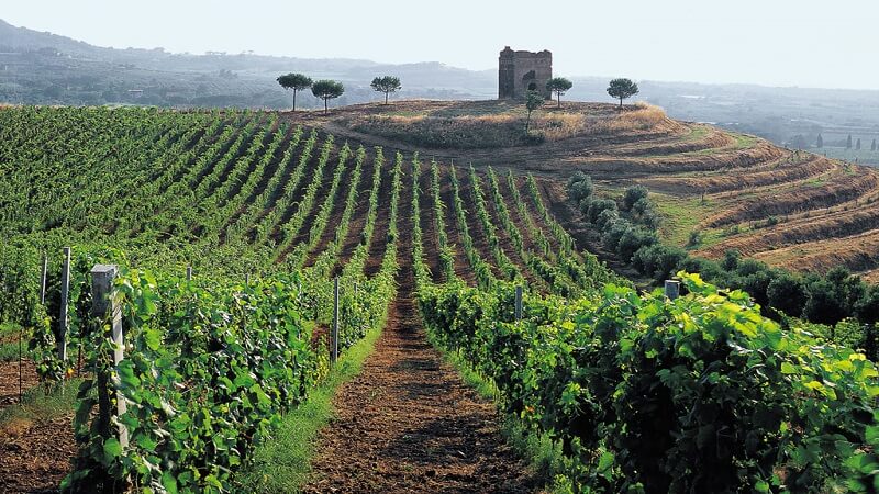 Cantine Aperte 2018 nel Lazio: vigneto nei pressi di Frascati