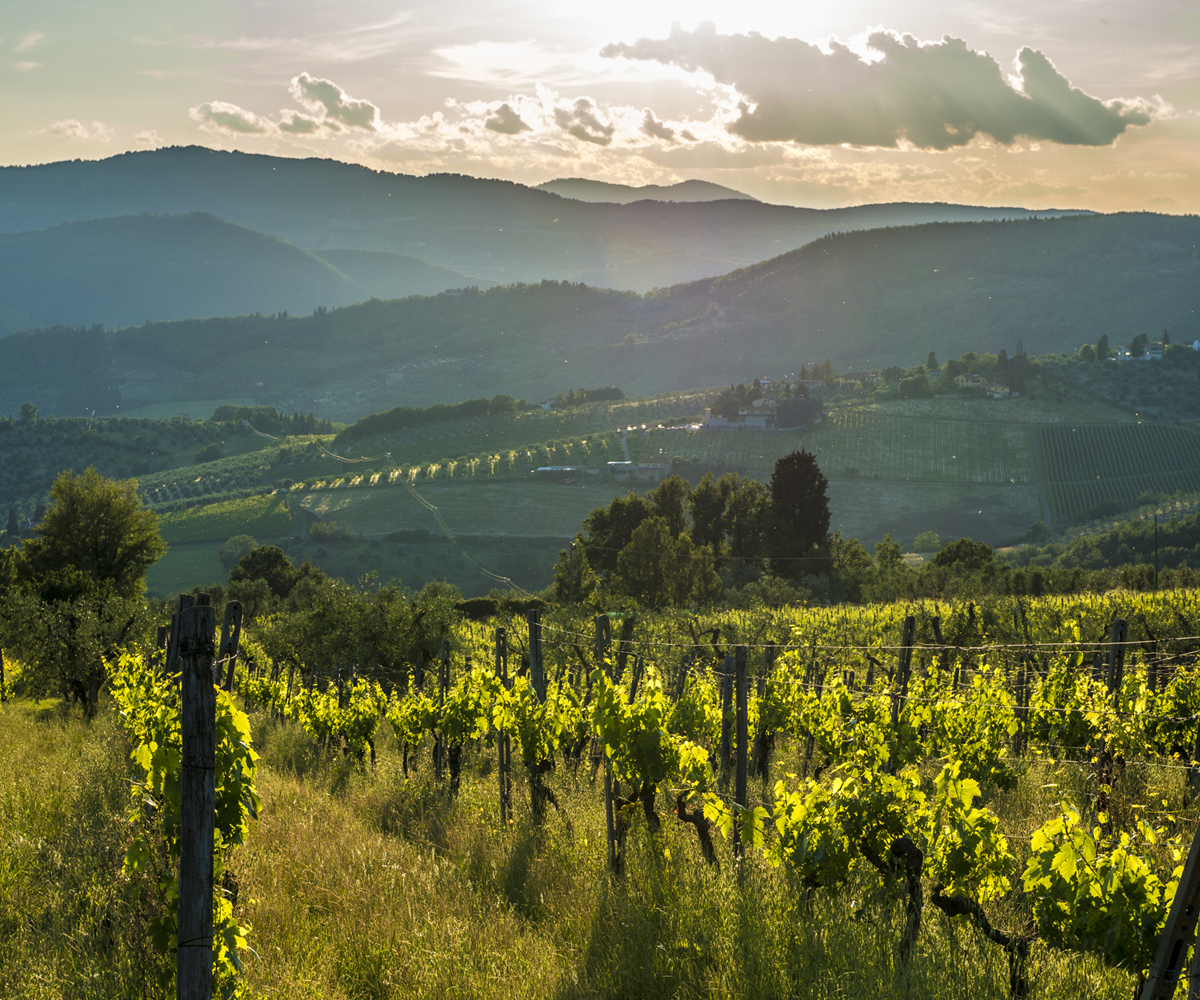 vigneto-orvieto_0.jpg