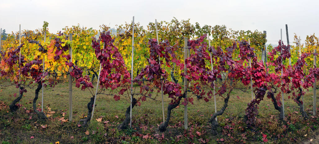 Le Langhe, terra dei grandi vini rossi d'Italia