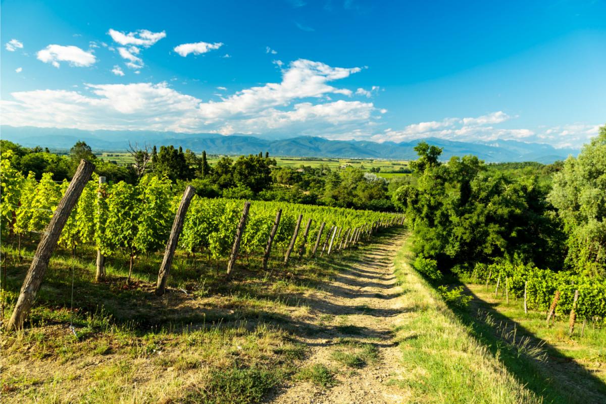 Vigneto Valle D'aosta