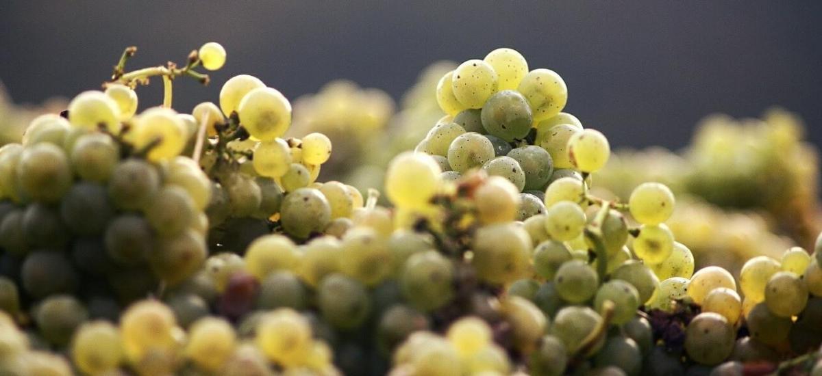 Uva pronta per la vinificazione