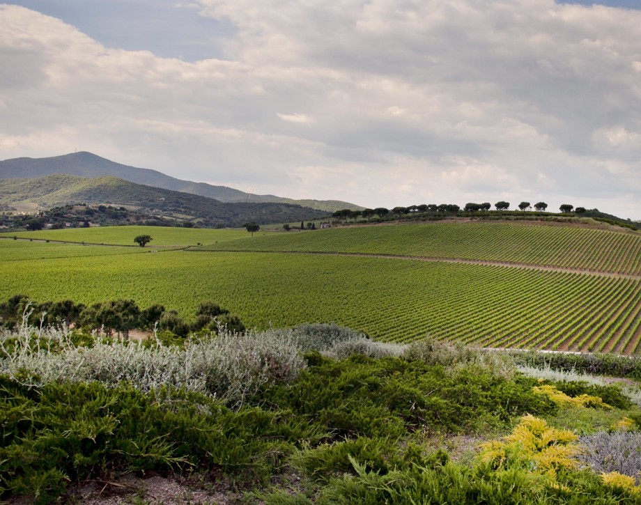 Vinificazione gravità vigneti