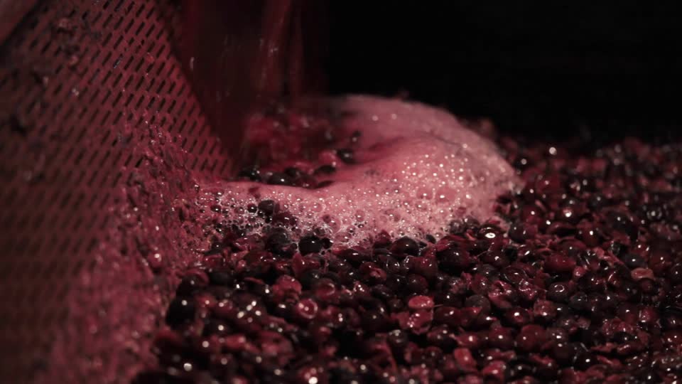 Il vino Grignolino: la vinificazione