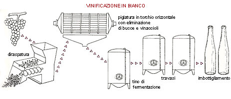 Lo schema della vinificazione in bianco