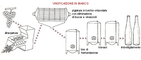 Processo di vinificazione in bianco