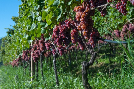 Vitigno bacca rossa per fare vino rosato