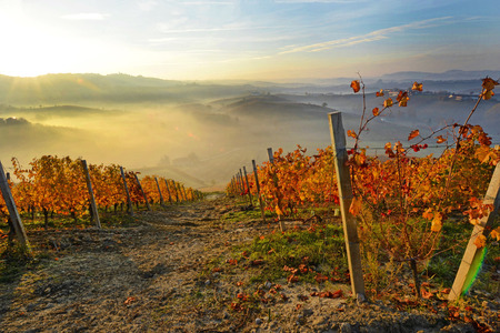 vitigno Langhe