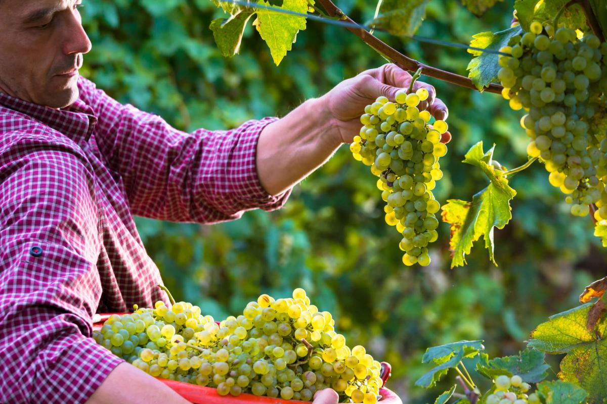 Friuli Venezia Giulia: taglio di uva bianca da un vitigno 