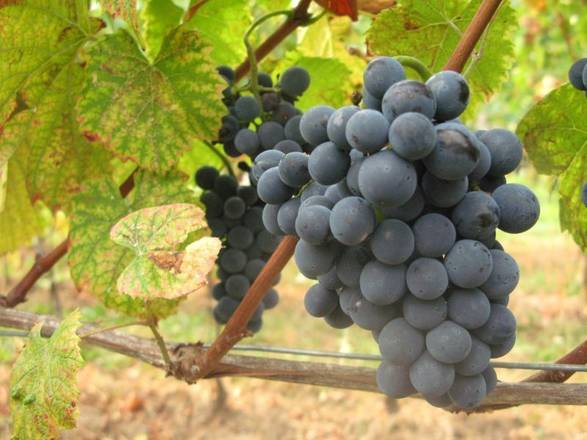 Un vitigno autoctono della Valpolicella