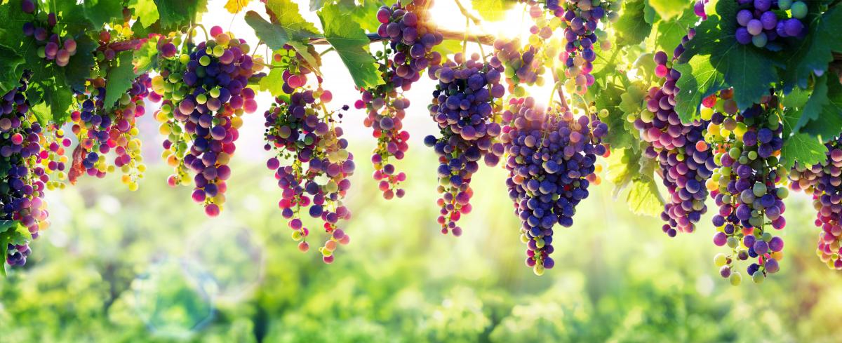 La penisola italiana è ricca di vitigni autoctoni che devono ancora essere rivalutati