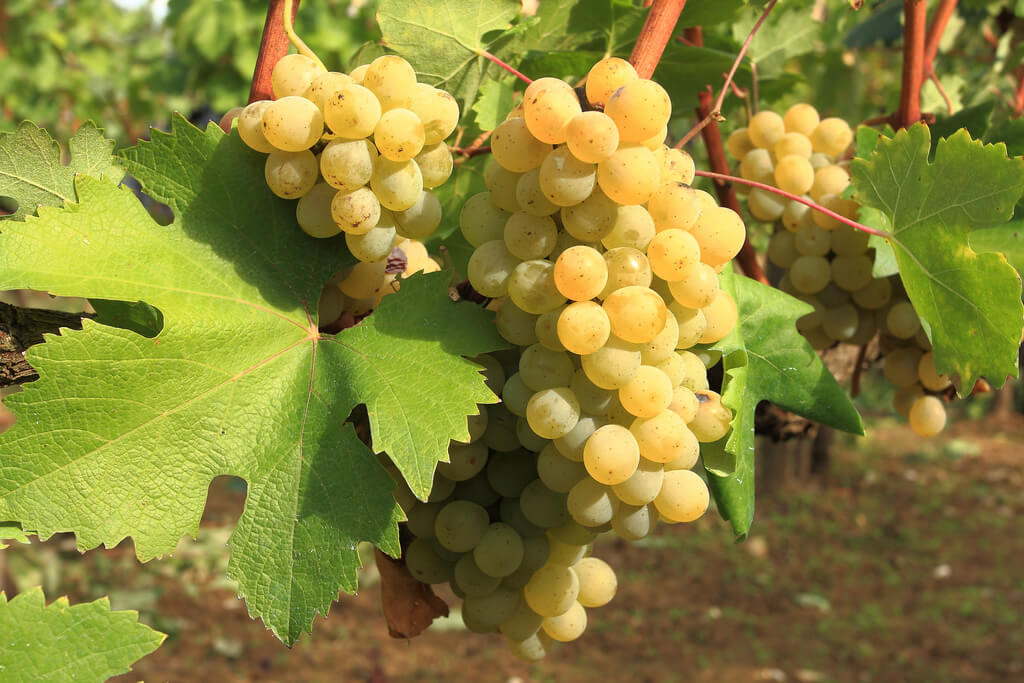 I vini naturali del Lazio: un vitigno ciociaro
