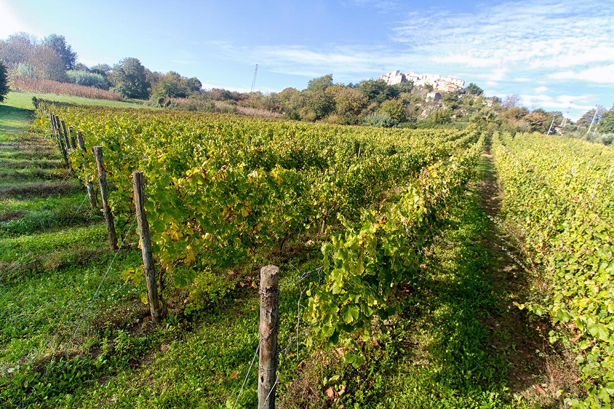 Vigneto di Fiano d'Avellino