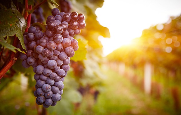 Nebbiolo, uva del Piemonte Uva Nebbiolo
