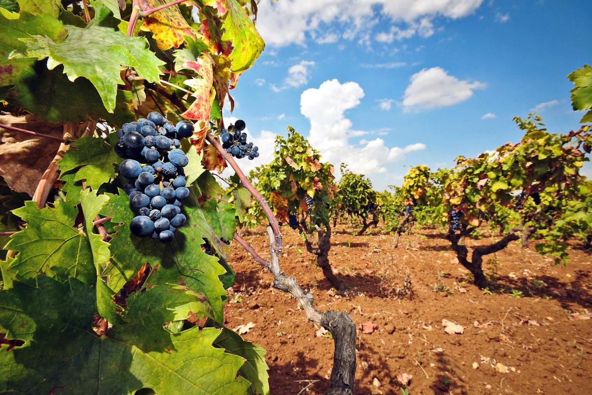 Vitigno negroamaro puglia