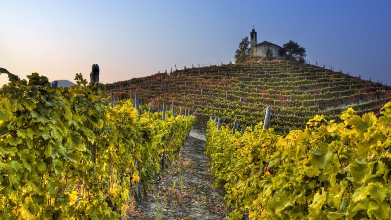 Freisa: un vitigno del Piemonte