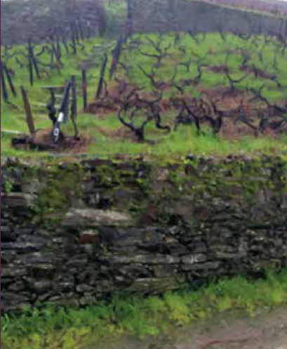 Alla scoperta del vitigno del Rossese