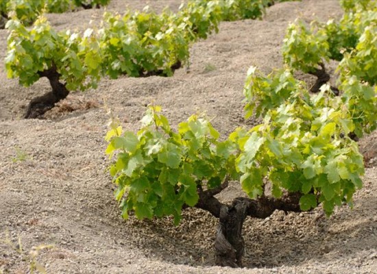 Piante di uva Zibibbo piantate ad alberello a Pantelleria Piante di uva Zibibbo allevate ad alberello sull'isola di Pantelleria