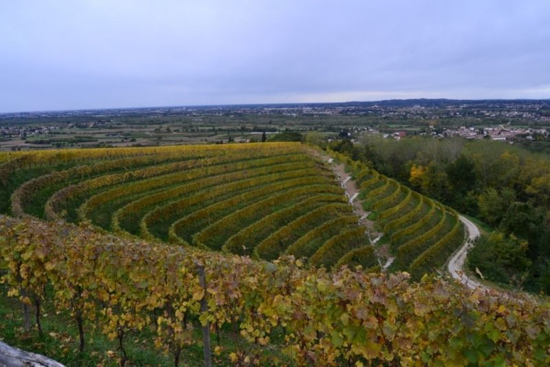 Zona viticola delle Grave in Friuli