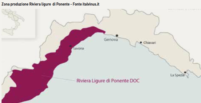Alla scoperta del vitigno del Rossese